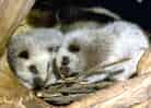 ウスイロホソオクモネズミの写真 3